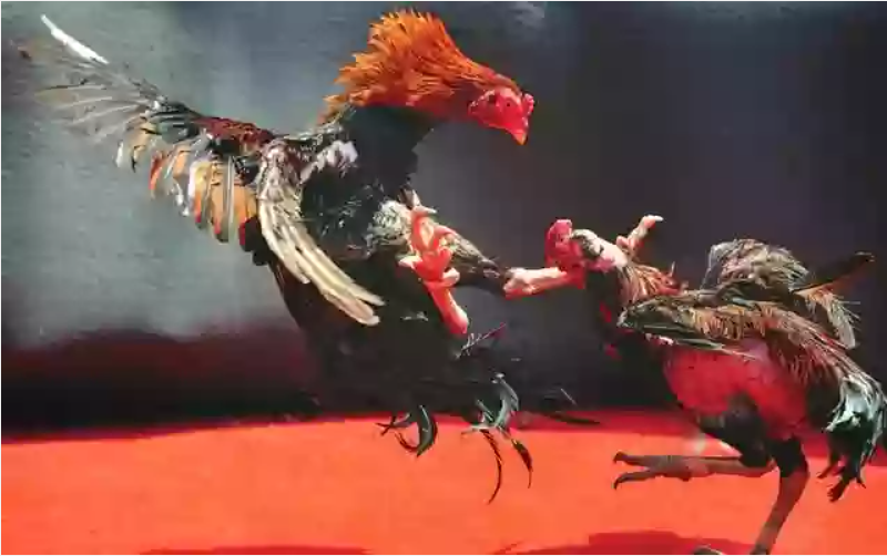 cách lấy trang đá gà