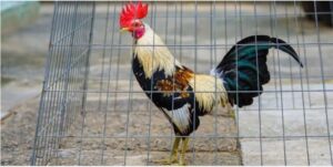 Nuôi gà đá đúng cách tối ưu đặc tính giống