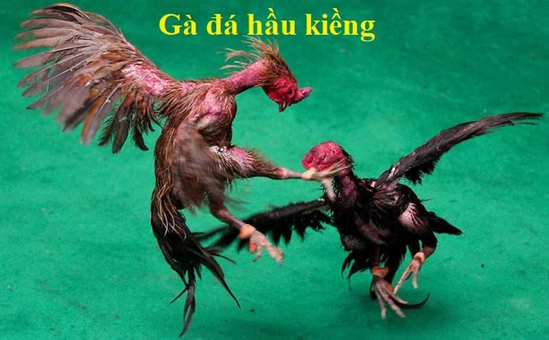 Gà Đá Hầu Kiềng Betvisa là gì?