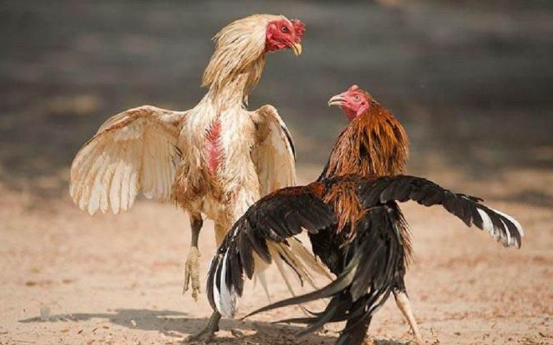 Ba loại Gà Đá Hầu Kiềng Betvisa phổ biến nhất hiện nay